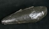 Fossil Sperm Whale Tooth #10086-1